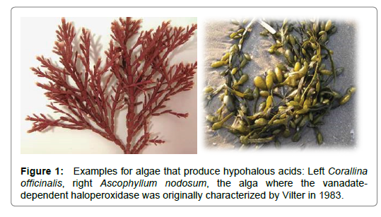 Oceanography-hypohalous-acids