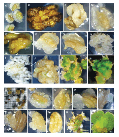 Plant-Biochemistry-Physiology-Callus-induction