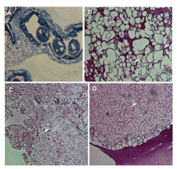 Plant-Biochemistry-Physiology-Histological-assays