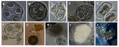 Plant-Biochemistry-Physiology-embryogenesis