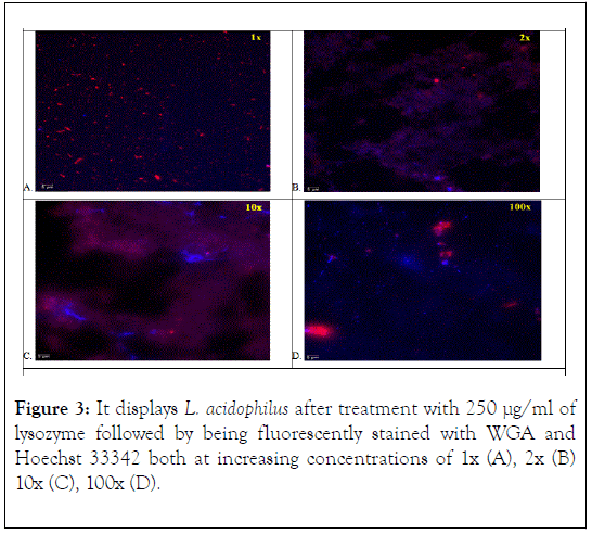 Probiotics-Health-fluorescently