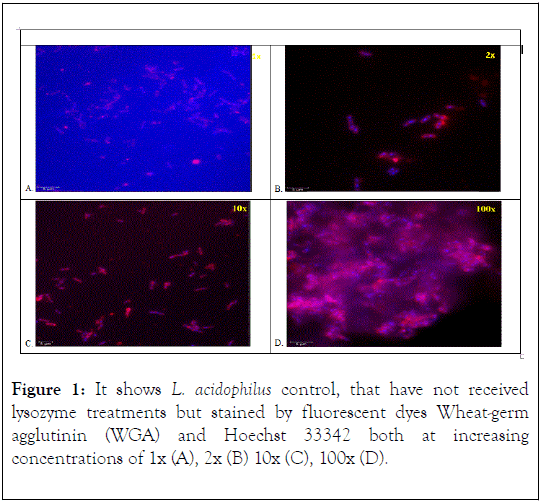 Probiotics-Health-stained