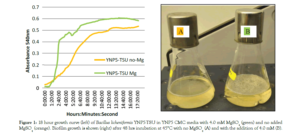 Proteomics-Bioinformatics-Biofilm-growth