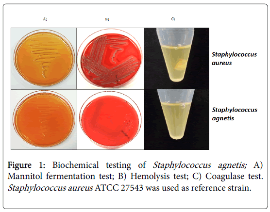 advances-dairy-research-Biochemical-testing