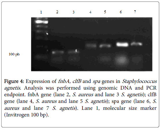 advances-dairy-research-Invitrogen