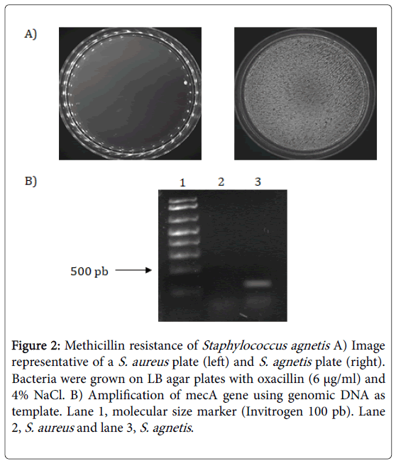 advances-dairy-research-Methicillin-resistance