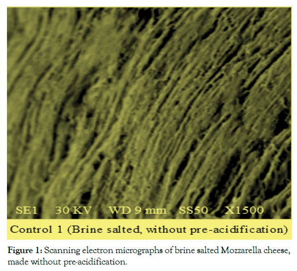 advances-dairy-research-electron-micrographs