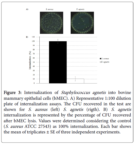 advances-dairy-research-epithelial-cells