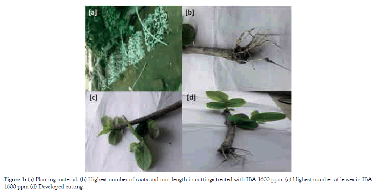 agricultural-science-food-research-Planting-material