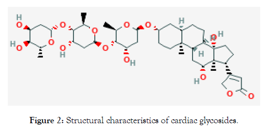 angiology-cardiac-glycosides