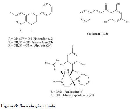 antivirals-antiretrovirals-Boesenbergia