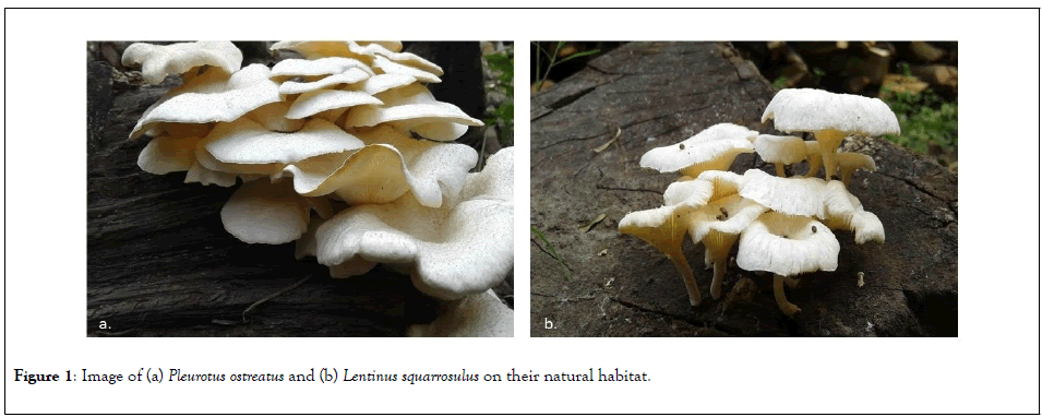 antivirals-antiretrovirals-Pleurotus