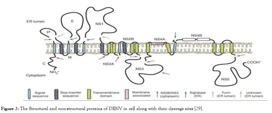 antivirals-antiretrovirals-Structural