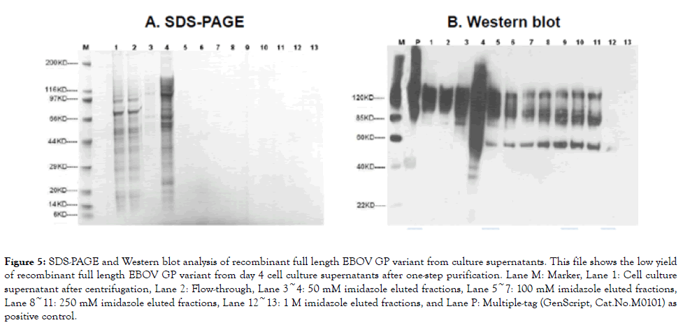 antivirals-antiretrovirals-Western-blot