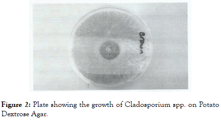 applied-microbiology-Plate