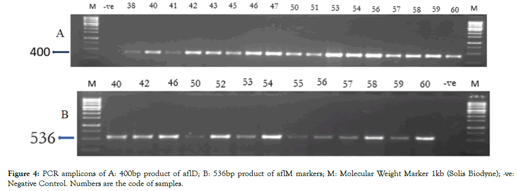 applied-microbiology-amplicons