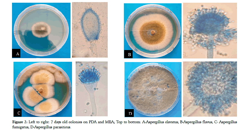 applied-microbiology-bottom