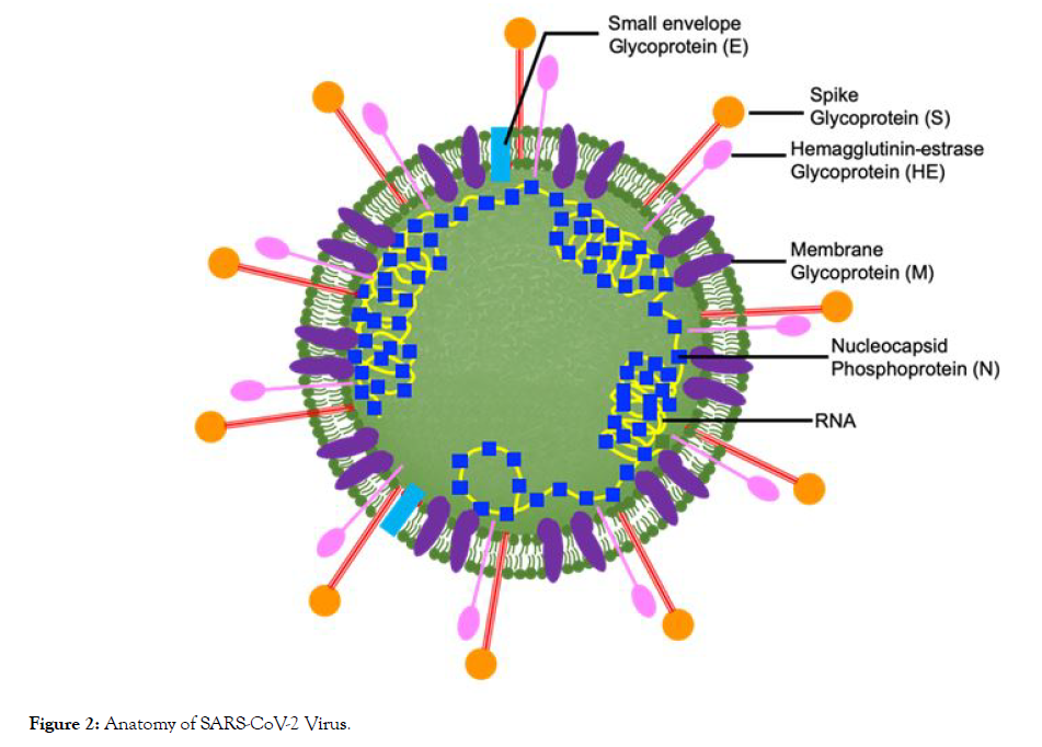 aromatic-plants-SARS-CoV-2-virus