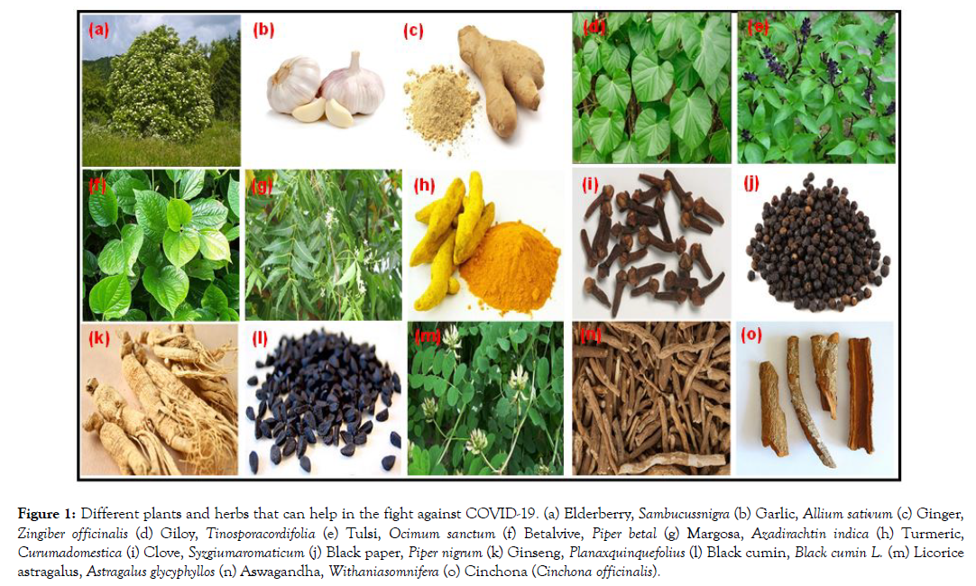 aromatic-plants-plants-herbs