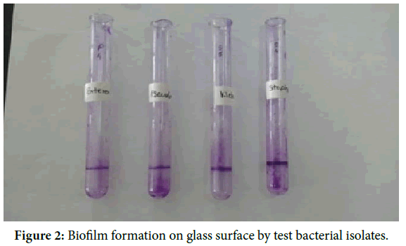 biology-todays-world-Biofilm