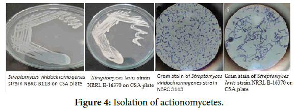 biology-todays-world-actionomycetes