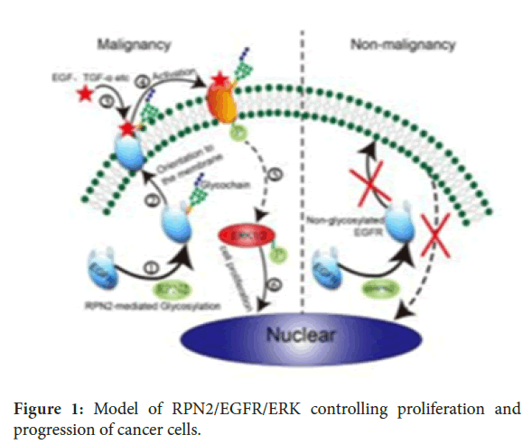 biology-todays-world-cancer-cells