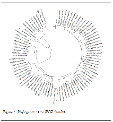 cancer-research-immuno-tree