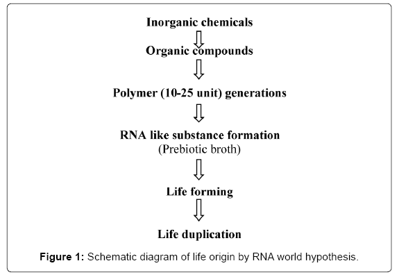 cell-developmental-RNA-world