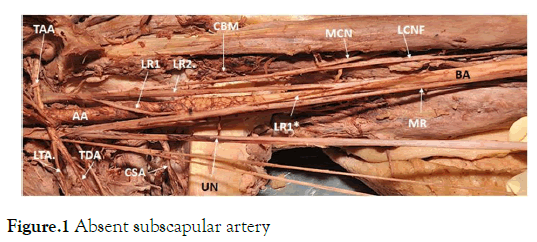 cell-developmental-biology-subscapular-artery