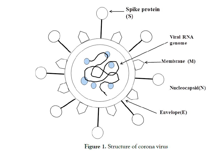 cell-developmental-corona-virus