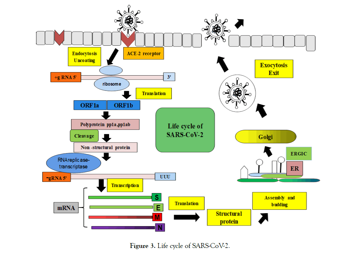 cell-developmental-cycle-SARS