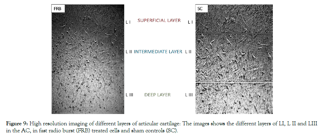 cell-science-therapy-articular-cartilage