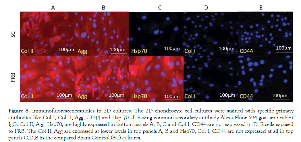 cell-science-therapy-chondrocyte