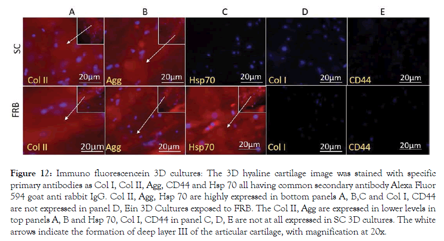 cell-science-therapy-fluorescencein