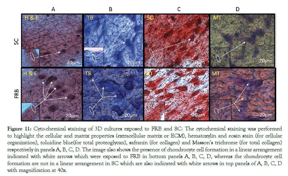 cell-science-therapy-matrix-properties