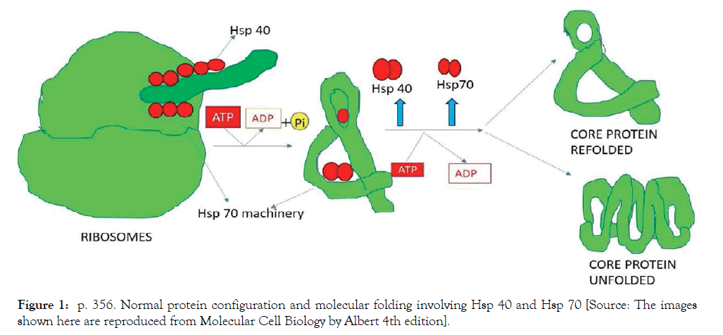 cell-science-therapy-molecular-folding