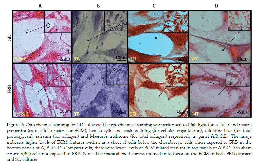 cell-science-therapy-staining