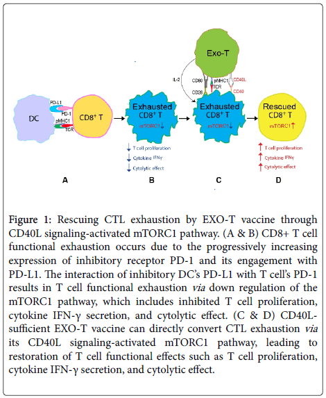 cell-signaling-CTL-exhaustion