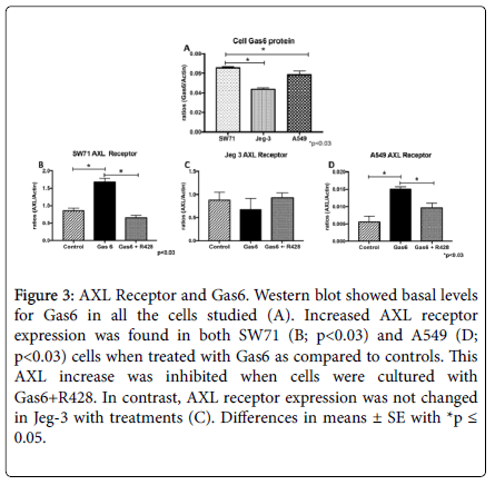 cell-signaling-blot