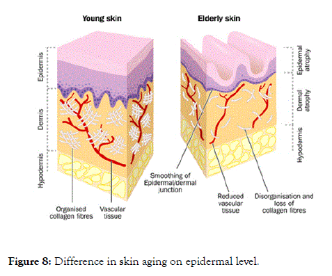 clinical-experimental-dermatology-research-aging