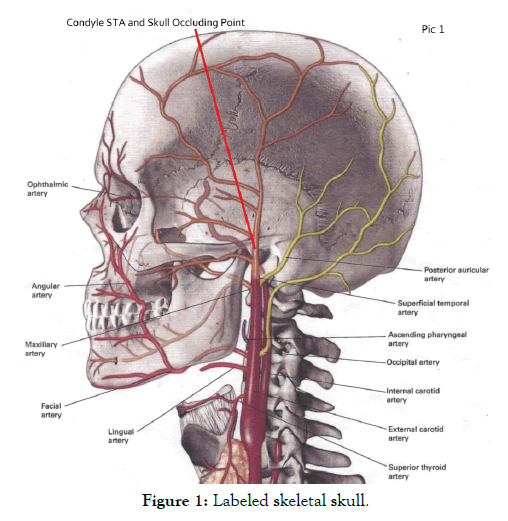 clinical-experimental-dermatology-research-skull