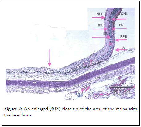 clinical-experimental-ophthalmology-enlarged