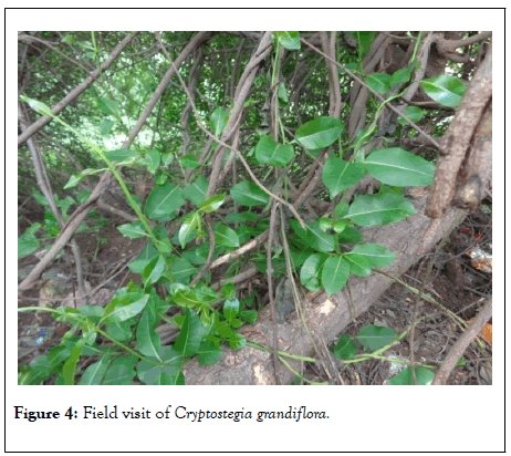 clinical-toxicology-Cryptostegia