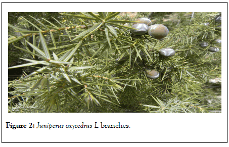 clinical-toxicology-oxycedrus