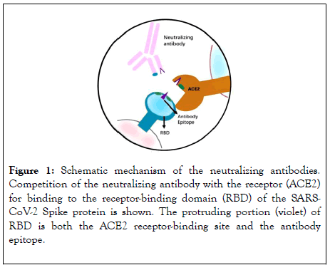 clinical-trials-antibodies