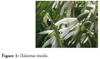 developing-drugs-Galantus-nivalis