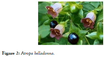 developing-drugs-belladonna