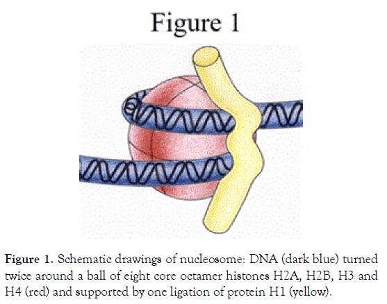 down-syndrome-schematic-drawings