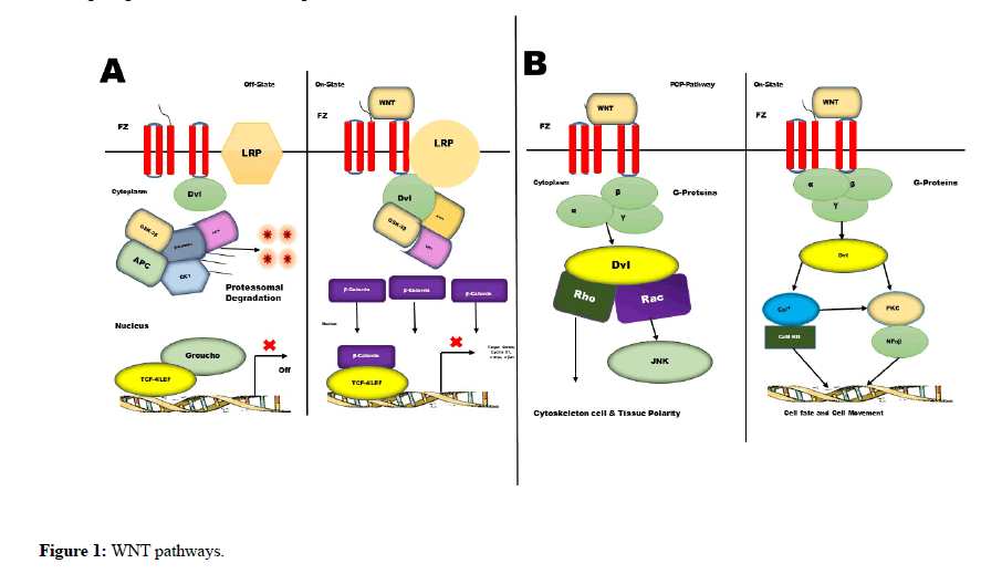 european-clinical-pathways