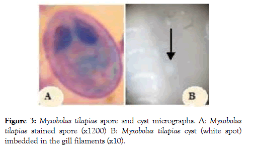 fisheries-and-aquaculture-journal-micrographs